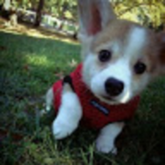 Meet your Posher, Pupper - Picture 1 of 1